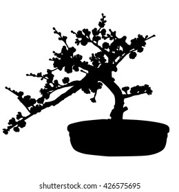 sakura tree in a pot on white background