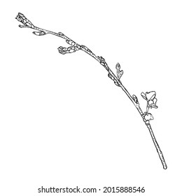 Sakura twig. Cherry blossom branch. National flowers of Japan botanical illustration in black and white. Hand drawn tree stick with buds and pops blooms, leaves, petals. Vector.
