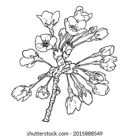 Sakura twig. Cherry blossom branch. National flowers of Japan botanical illustration in black and white. Hand drawn tree stick with buds and pops blooms, leaves, petals. Vector.