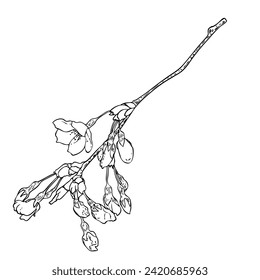 Sakura twig. Cherry blossom branch. National flowers of Japan botanical illustration in black and white. Hand drawn tree stick with buds and pops blooms, leaves, petals. Hand drawn Vector.