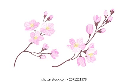 Sakura twigs with pink flowers set. Blooming cherry tree branches vector illustration