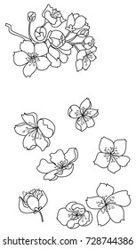 Beautiful Branch Flower Jasmine Outline Isolated Stock Vector (Royalty ...