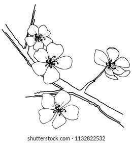 Sakura aislada en un estilo vectorial. Nombre completo de la planta: sakura. Flor vectorial para fondo, textura, patrón envolvente, marco o borde.