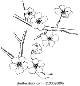 Sakura im Vektorstil einzeln. Vollständiger Name der Pflanze: Sakura. Vektorblume für Hintergrund, Textur, Wrapper-Muster, Rahmen oder Rahmen.