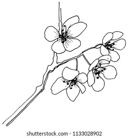 Sakura in a vector style isolated. Full name of the plant: sakura. Vector flower for background, texture, wrapper pattern, frame or border.