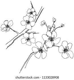 Sakura dans un style vectoriel isolé. Nom complet de l'usine: sakura. Fleur vectorielle pour fond, texture, motif d'enveloppe, cadre ou bordure.