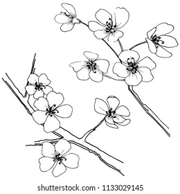 Sakura in a vector style isolated. Full name of the plant: sakura. Vector flower for background, texture, wrapper pattern, frame or border.