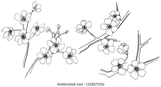 Sakura in a vector style isolated. Full name of the plant: sakura. Vector flower for background, texture, wrapper pattern, frame or border.