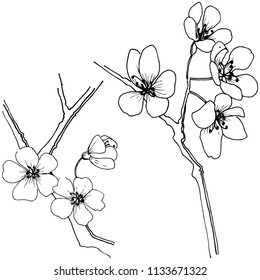 Sakura in a vector style isolated. Full name of the plant: sakura. Vector flower for background, texture, wrapper pattern, frame or border.