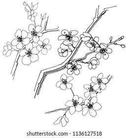 Sakura in a vector style isolated. Full name of the plant: sakura. Vector flower for background, texture, wrapper pattern, frame or border.