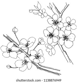 Sakura in a vector style isolated. Full name of the plant: sakura. Vector flower for background, texture, wrapper pattern, frame or border.