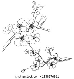 Sakura in a vector style isolated. Full name of the plant: sakura. Vector flower for background, texture, wrapper pattern, frame or border.