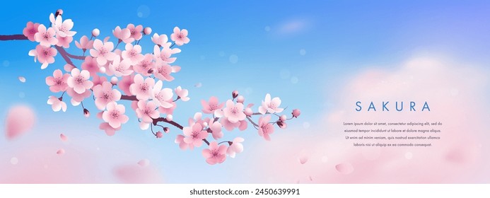 Sakura wallpaper or web banner design template. Vector illustration of realistic blossoming sakura flowers on blue sky background. Vector illustration