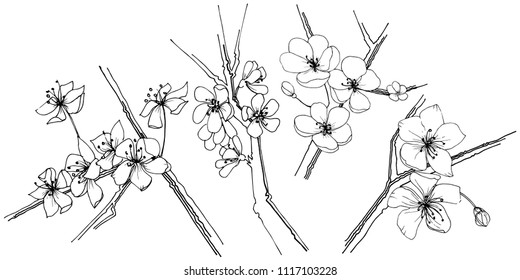Flor silvestre sakura aislada en un estilo vectorial. Nombre completo de la planta: sakura. Flor vectorial para fondo, textura, patrón envolvente, marco o borde.