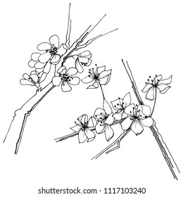 Flor silvestre sakura aislada en un estilo vectorial. Nombre completo de la planta: sakura. Flor vectorial para fondo, textura, patrón envolvente, marco o borde.