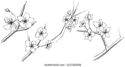 Sakura-Wildblume im Vektorstil einzeln. Vollständiger Name der Pflanze: Sakura. Vektorblume für Hintergrund, Textur, Wrapper-Muster, Rahmen oder Rahmen.