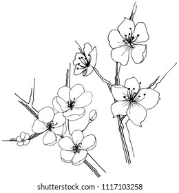 Flor silvestre sakura aislada en un estilo vectorial. Nombre completo de la planta: sakura. Flor vectorial para fondo, textura, patrón envolvente, marco o borde.