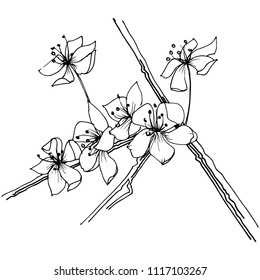 Sakura wildflower in a vector style isolated. Full name of the plant: sakura. Vector flower for background, texture, wrapper pattern, frame or border.