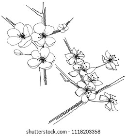 Sakura wildflower in a vector style isolated. Full name of the plant: sakura. Vector flower for background, texture, wrapper pattern, frame or border.