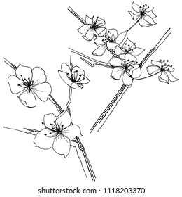 Flor silvestre sakura aislada en un estilo vectorial. Nombre completo de la planta: sakura. Flor vectorial para fondo, textura, patrón envolvente, marco o borde.