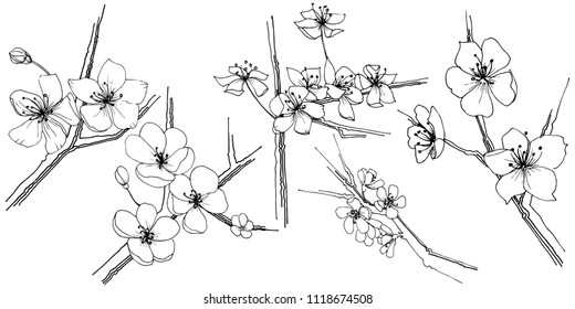 Sakura wildflower in a vector style isolated. Full name of the plant: sakura. Vector flower for background, texture, wrapper pattern, frame or border.