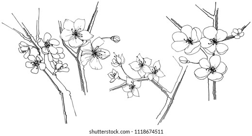 Sakura wildflower in a vector style isolated. Full name of the plant: sakura. Vector flower for background, texture, wrapper pattern, frame or border.