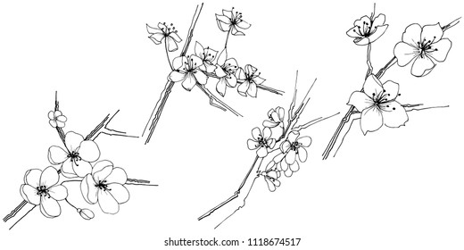 Sakura wildflower in a vector style isolated. Full name of the plant: sakura. Vector flower for background, texture, wrapper pattern, frame or border.