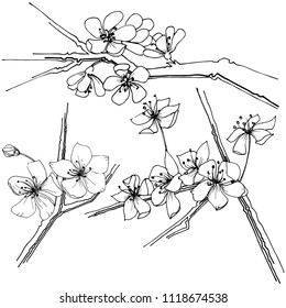 Sakura wildflower in a vector style isolated. Full name of the plant: sakura. Vector flower for background, texture, wrapper pattern, frame or border.