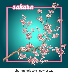 Sakura_02