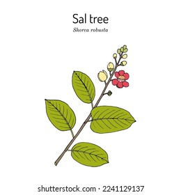 Sal tree (Shorea robusta), Zierpflanze und Heilpflanze. handgezeichnete botanische Vektorgrafik