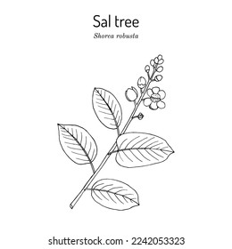 Sal tree (Shorea robusta), Zierpflanze und Heilpflanze. handgezeichnete botanische Vektorgrafik