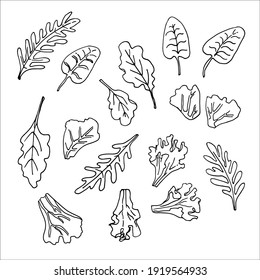 Salad. Assorted greens Vector drawing of food. Arugula, spinach, radichio, iceberg, lettuce, chard