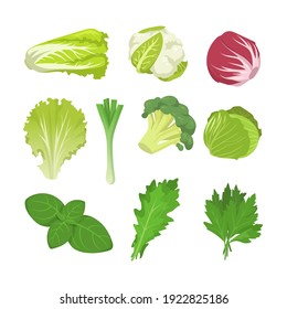 Salad and cabbage species set. Spinach leaves, lettuce, endive, red kale, romaine isolated on white. Vector illustration for organic food, healthy eating, vegan diet concept