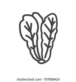 Salad Cabbage Vector Designs Illustration Concept