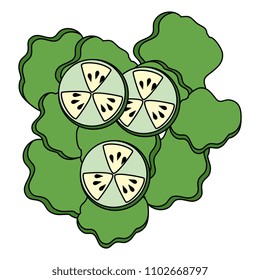 salad of cucumber and lettuce
