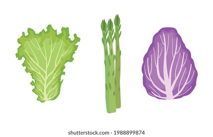Salad Green Leaves and Leafy Vegetables Set, Lettuce, Radicchio, Asparagus, Organic Vegan Healthy Food Vector Illustration