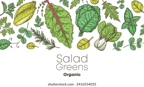 Salad greens set.  Healthy food. Hand drawn vector illustration. Cooking salad. Vegan food. 