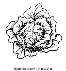 Salad hand drawing engraving illustration isolated on white background
