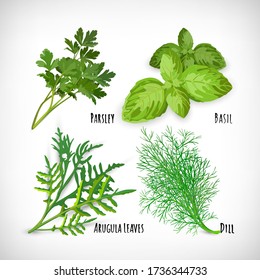 Salad herbs set. Realistic image of spice plants Basil, Arugula, Dill, Parsley. Lettering Parsley, Dill, Basil, Arugula Leaves. Design elements for culinary designs on white. Vector illustration.