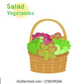 Salad Hydroponic Vegetable in Basket Vector