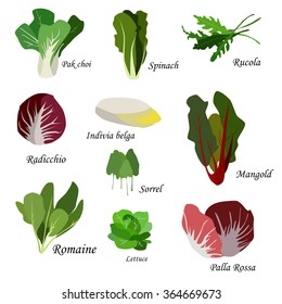 Salad ingredients. Leafy vegetables icons set. Organic and vegetarian illustration with Pak choi, Spinach, Rucola, Radicchio, Indivia belga, Mangold, Sorrel, Romaine, Lettuce and Palla Rossa. Vector 