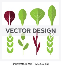 Salad ingredients. Leafy vegetables vector flat icons set. Organic and vegetarian, borage and radichio