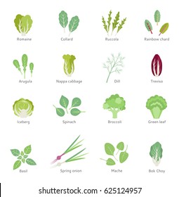 Salad ingredients. Leafy vegetables vector flat icons set. Organic and vegetarian.