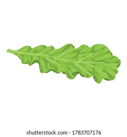 Salad leaf icon. Cartoon of salad leaf vector icon for web design isolated on white background