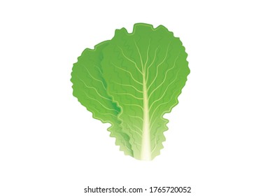 Salad leaf. Lettuce vector illustration isolated on white background