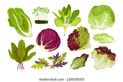 Salad leaf vegetables set vector illustration. Cartoon isolated green fresh plants and healthy food ingredient collection with lettuce cabbage, chard and spinach, watercress leaves, radicchio