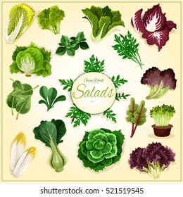 Salad leafs and vegetables with healthy lettuce, chinese cabbage, spinach and pak choi, cress salad, iceberg lettuce and arugula, chicory and corn salad, batavia, radicchio and chard, sorrel