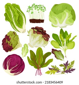 Salad leafy vegetables set vector illustration. Cartoon isolated batavia, romaine and iceberg lettuce, cabbage with white and red leaf, chard and green spinach, watercress leaves and radicchio