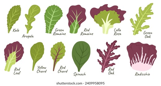 Colección Salad Leaves. Kale, Arugula, Romaña Verde o Verde, Lolla Rossa y Roble Verde. Hoja roja, manteca amarilla, manteca roja, espinacas y roble de lectura con Radicchio. Ilustración de vectores de dibujos animados, iconos