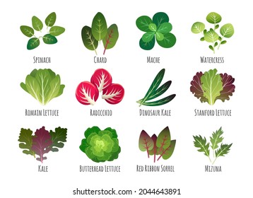 Salad leaves. Edible vegetable plants leaf set isolated on white, green leafy vegetables healthy food, vegetarian organic snacks, lettuce arugula spinach vitamin collection